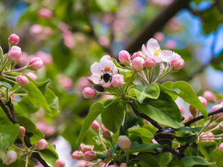 Spring flowers on apple-tree branches