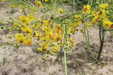 Palo verde blossoms at Big Bend National Park in Texas