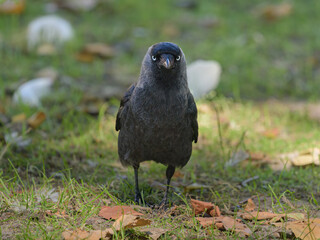 Portrait of a Western Jackdaw standing in a meadow