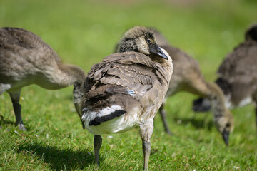 Portrait of a young Canada Goose in a meadow