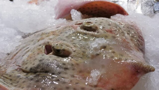 Anglerfish Monkfish on ice at market, close up. Angler fish in supermarket. 