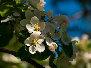 Spring flowers on apple-tree branches