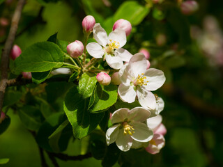 Spring flowers on apple-tree branches