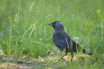 Portrait of a Western Jackdaw standing in a meadow