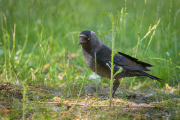 Portrait of a Western Jackdaw standing in a meadow