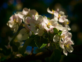 Spring flowers on apple-tree branches