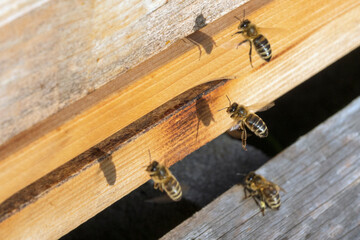 Honigbienen am Bienenstock