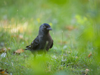 Portrait of a Western Jackdaw standing in a meadow