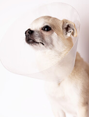 Beige chihuahua dog in cone is sad with pain in veterinary consultation