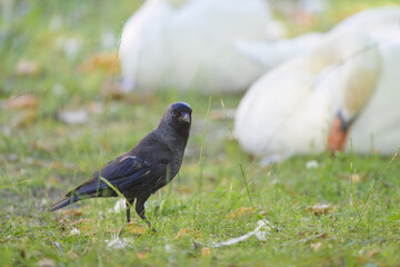 Portrait of a Western Jackdaw standing in a meadow