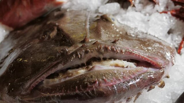 Anglerfish Monkfish on ice at market, close up. Angler fish in supermarket. 