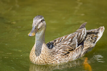 Obraz premium A female mallard with young ducklings on a small pond