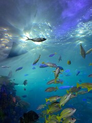 Fototapeta na wymiar underwater scene with reef