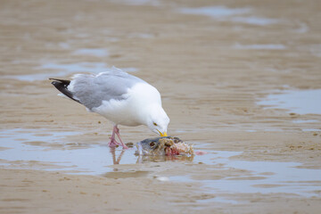 A European Herring gull eating a fish on the beach