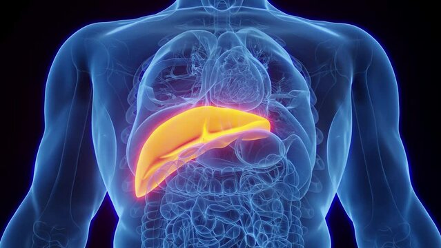 3d rendered medical animation of the liver of an adult male.