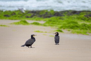 Two Great Cormorants standing on the beach