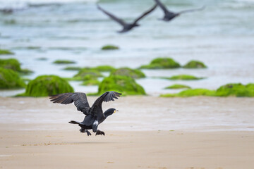 A Great Cormorant taking off a sandy beach