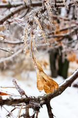 Tree branches crusted with ice after rain