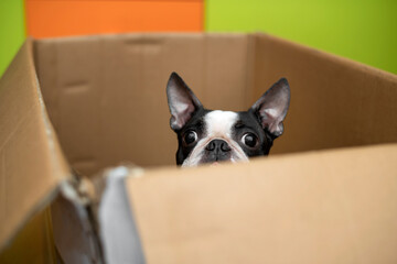 Funny Boston Terrier dog plays and carefully looks out of a cardboard box at home