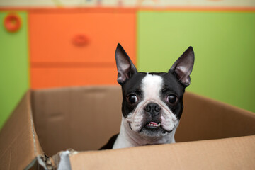 Funny Boston Terrier dog plays and carefully looks out of a cardboard box at home