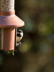 Copper feeder, sunflower hearts. Autumnal bokeh and copy space. Great tit sitting on a seed feeder in a country garden. 