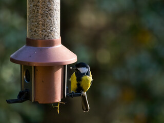 Great tit sitting on a seed feeder in a country garden. Copper feeder, sunflower hearts. Autumnal bokeh and copy space.