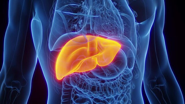 3d rendered medical animation of the liver of a healthy male human