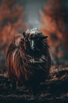 Owca - Baran