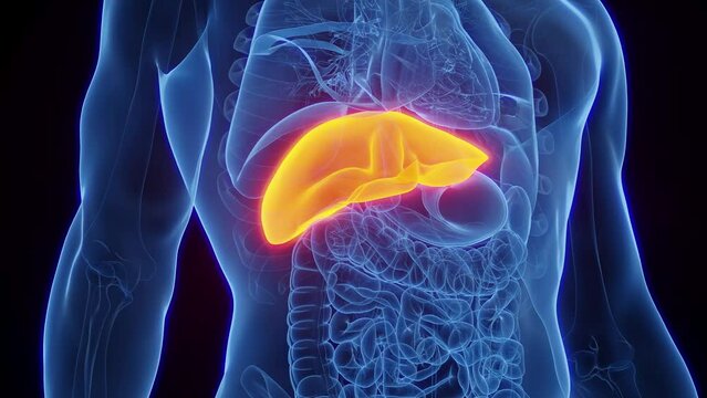 3d rendered medical animation of a man's liver