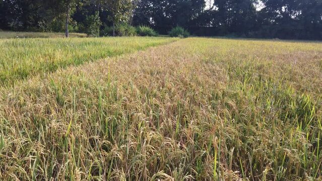 successful rice paddy farming in odisha state of India