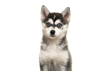 Portrait of a pomsky puppy isolated on a white background