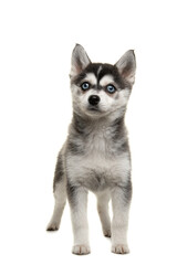 Portrait of a pCute pomsky puppy standing solated on a white background