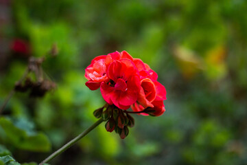 Red Flower