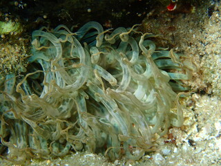 Fototapeta na wymiar Trumpet anemone or rock anemone, glass anemone (Aiptasia mutabilis) close-up undersea, Aegean Sea, Greece, Halkidiki 