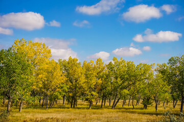 Fototapeta premium fall trees in a field