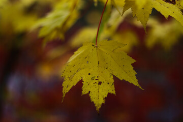 autumn maple leaves on a tree