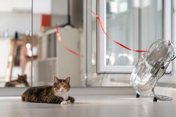 Beautiful cat lying on floor enjoys cold wind from room fan in hot summer weather. Metal fan with red ribbon tied to protective gridnext to pet to cool air is located in room with window and mirror