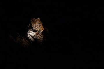 Leopard hunting in the dark - in Sabi Sands Game Reserve in the Greater Kruger Region - South Africa