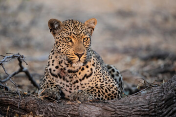 Leopard (Panthera pardus) resting in Sabi Sands Game Reserve in the Greater Kruger Region in South Africa