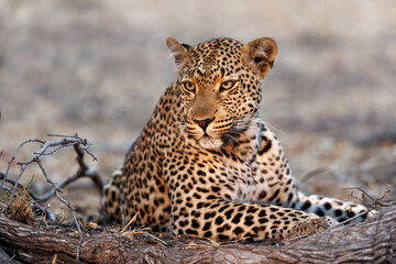 Leopard (Panthera pardus) resting in Sabi Sands Game Reserve in the Greater Kruger Region in South Africa