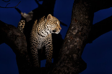 Leopard hunting in the dark - in Sabi Sands Game Reserve in the Greater Kruger Region - South Africa