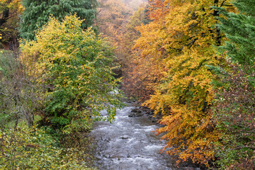 Arga river in autumn. Quinto Real, Navarra