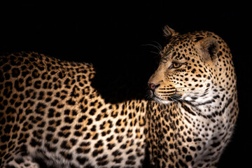 Leopard hunting in the dark - in Sabi Sands Game Reserve in the Greater Kruger Region - South Africa