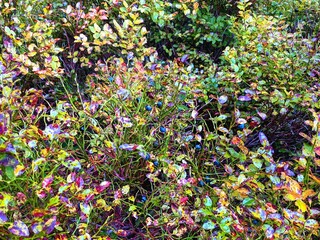 Ripe blueberries growing on a bush in a forest in detail