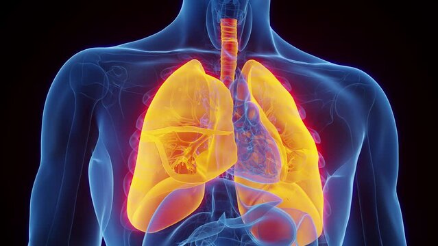 3d rendered medical animation of a man's lungs and trachea