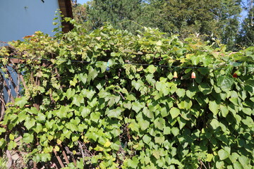 Fototapeta na wymiar Kiwi and grape growing in the garden, Germany
