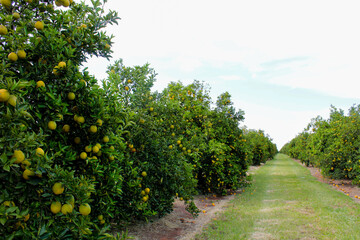 Fototapeta na wymiar Huge orange tree full of fruits with road in the background