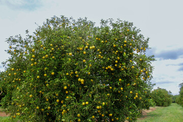 Huge orange tree full of fruits
