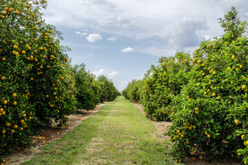 Fototapeta na wymiar open field with orange trees