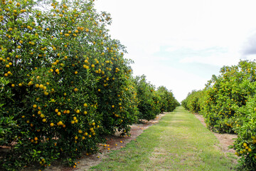 Field with orange trees